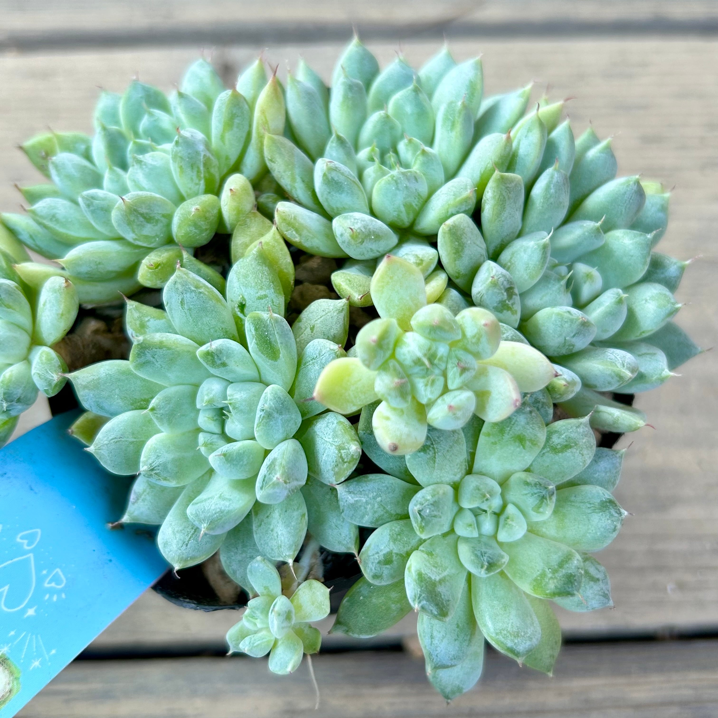 群生 | RuPo 多肉植物専門店