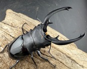 【WD】《インターメディアツヤクワガタ バタラザ産 91.5mm ペア》