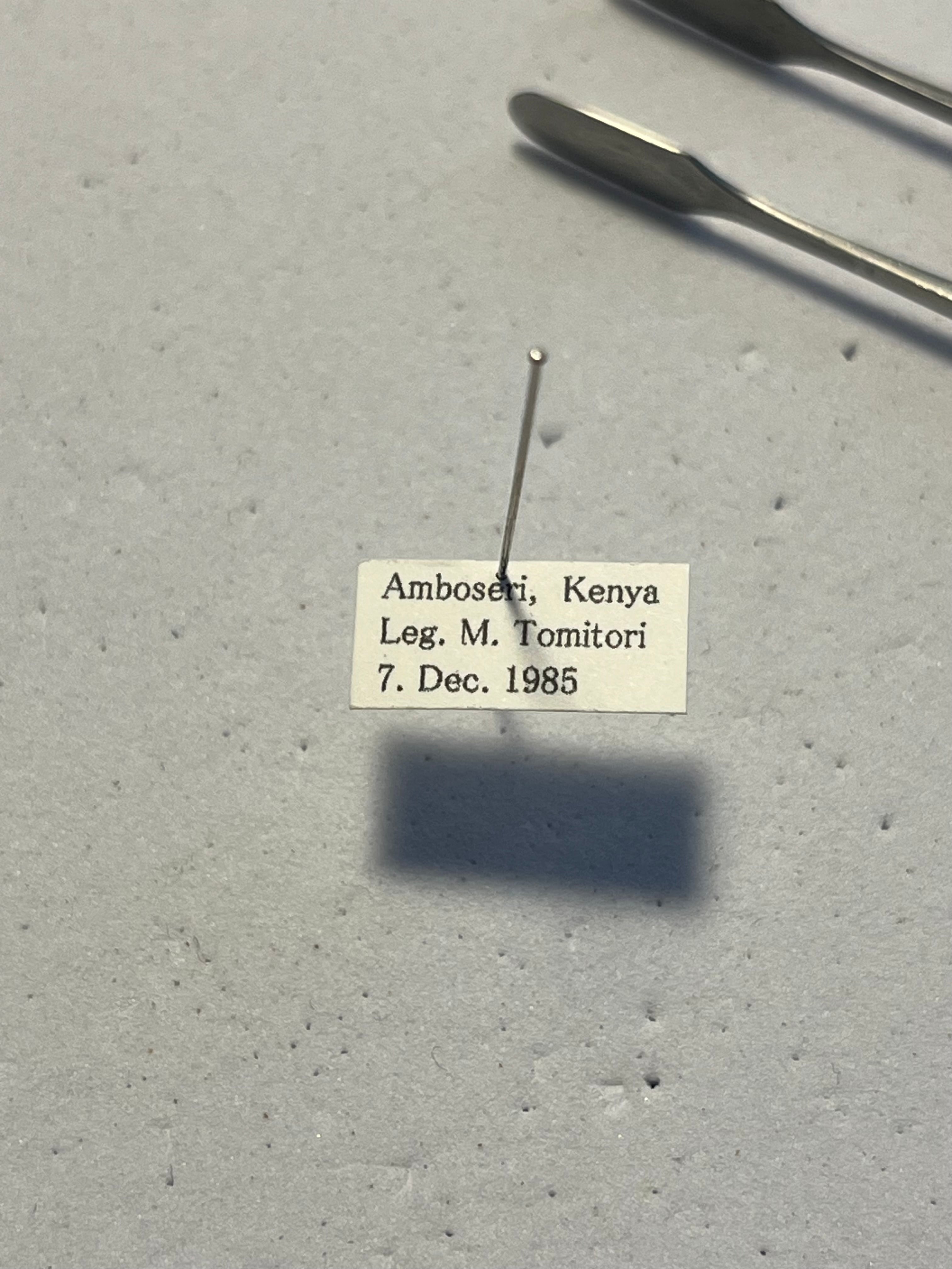 30mm】アカガネタマオシコガネ ケンランタマオシコガネ 標本 Kepher