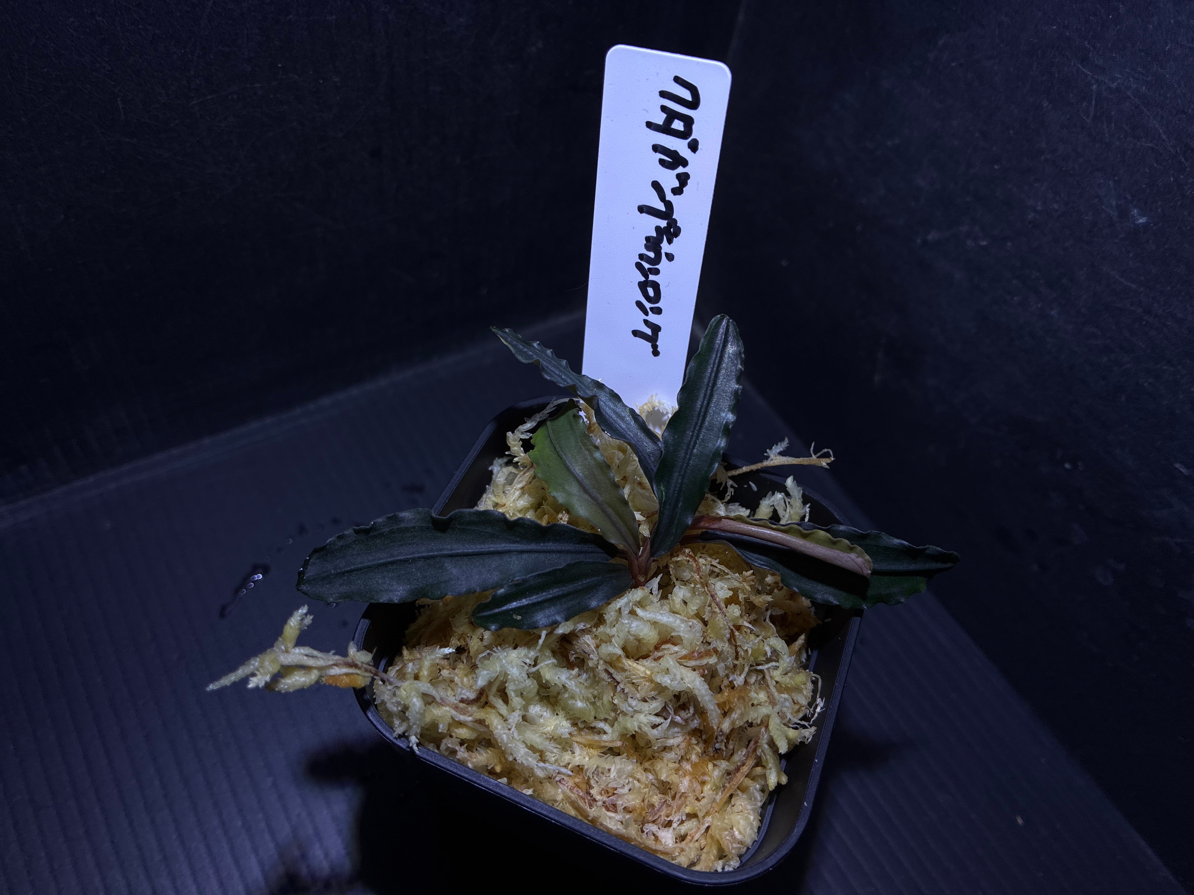 ブセファランドラ | AquaFocus ブセファランドラ | AquaFocus