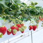 【3～4月発送】秋吉台いちご食べ比べセット⭐︎8パック