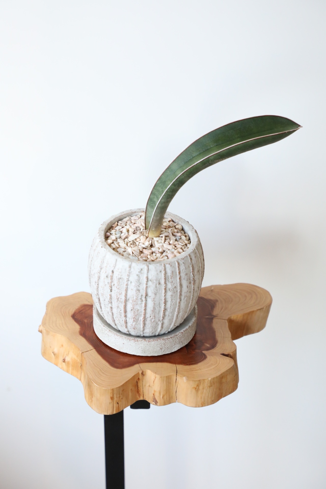 【S】サンスベリアベースボールバッド/Sanseveria　※陶器鉢付き