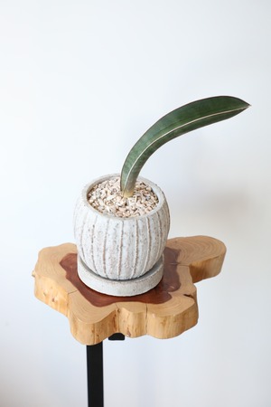 【S】サンスベリアベースボールバッド/Sanseveria　※陶器鉢付き