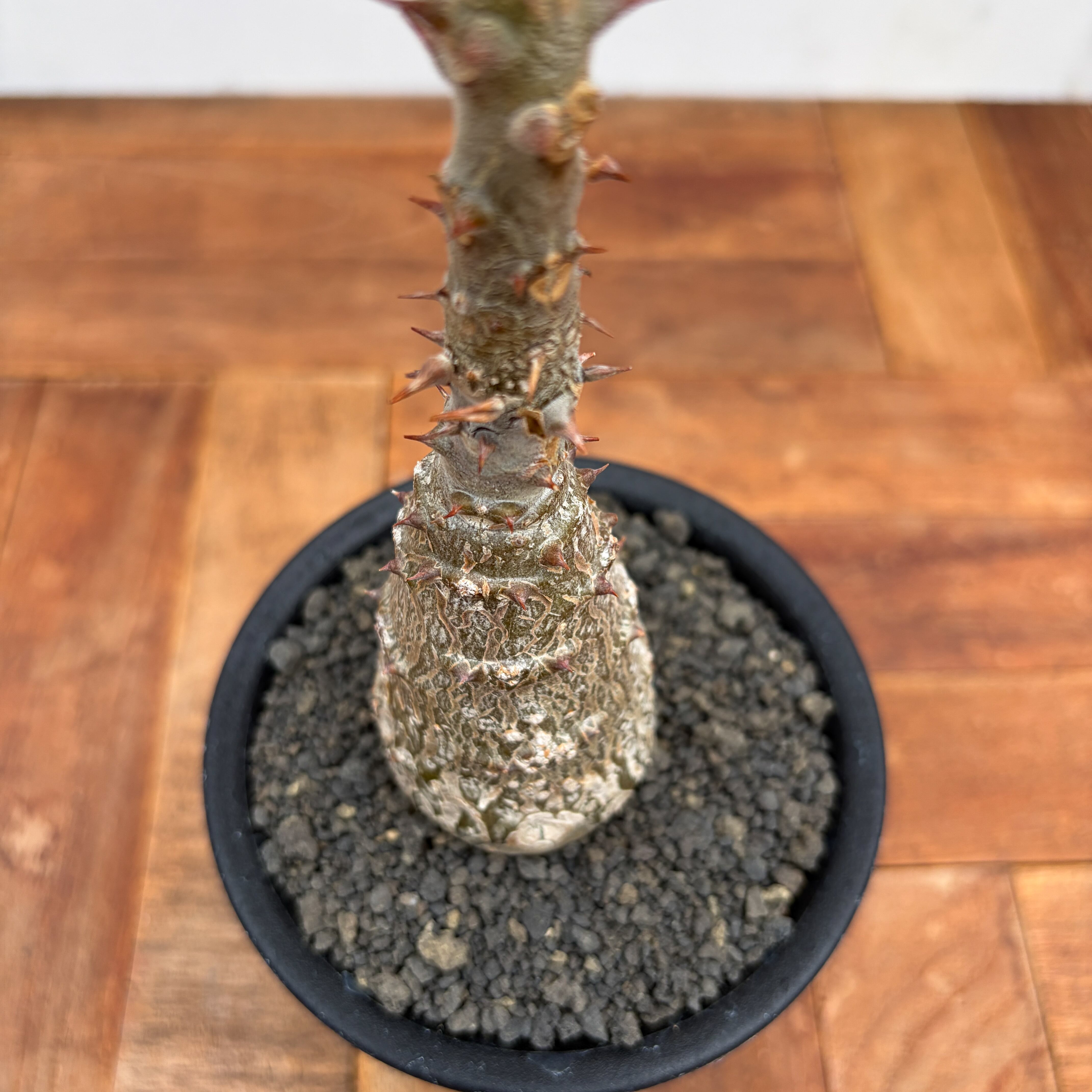 Pachypodium windsorii【パキポディウム・ウィンゾリー】 | RIMO'S
