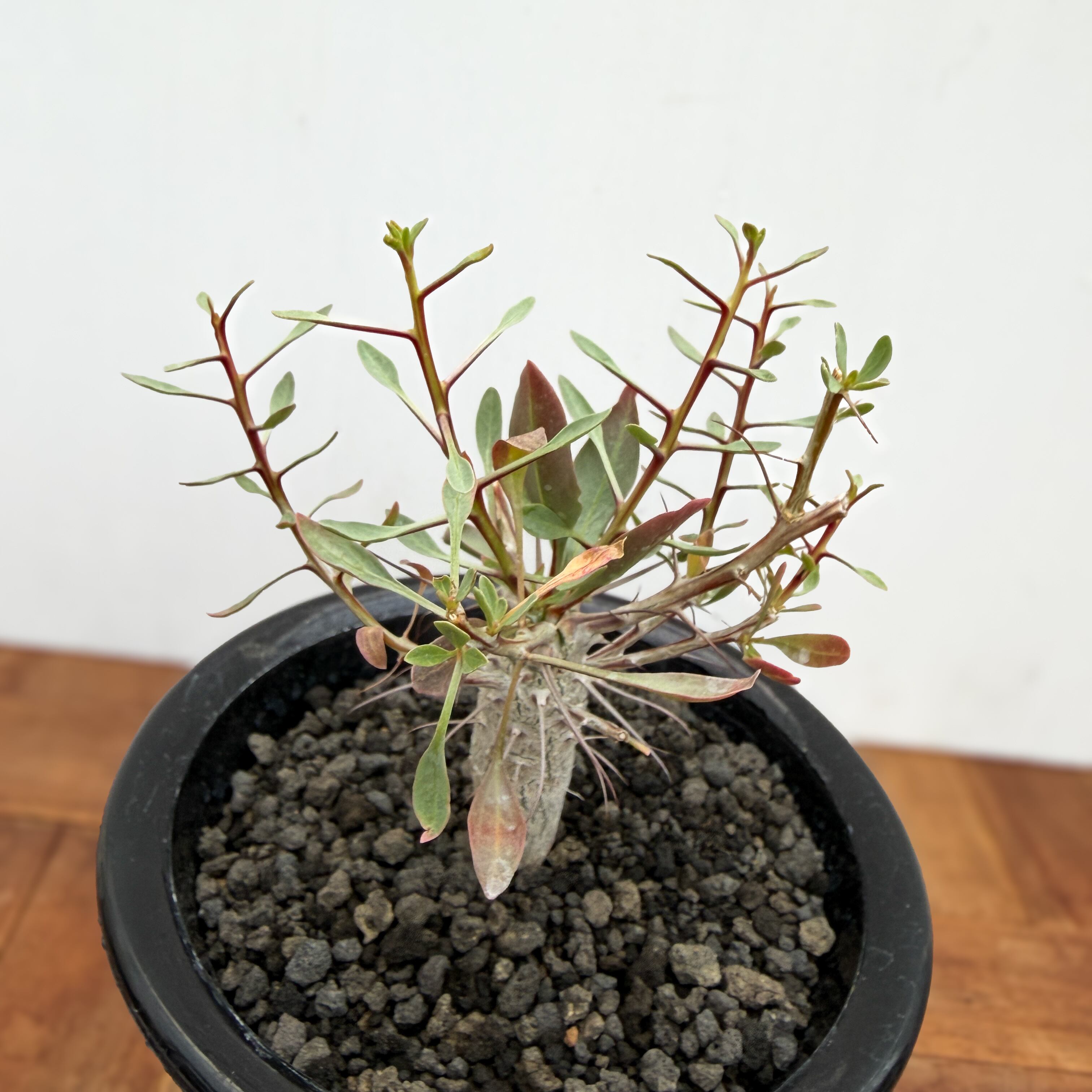 Fouquieria columnaris【フォークイエリア・コルムナリス・観峰玉