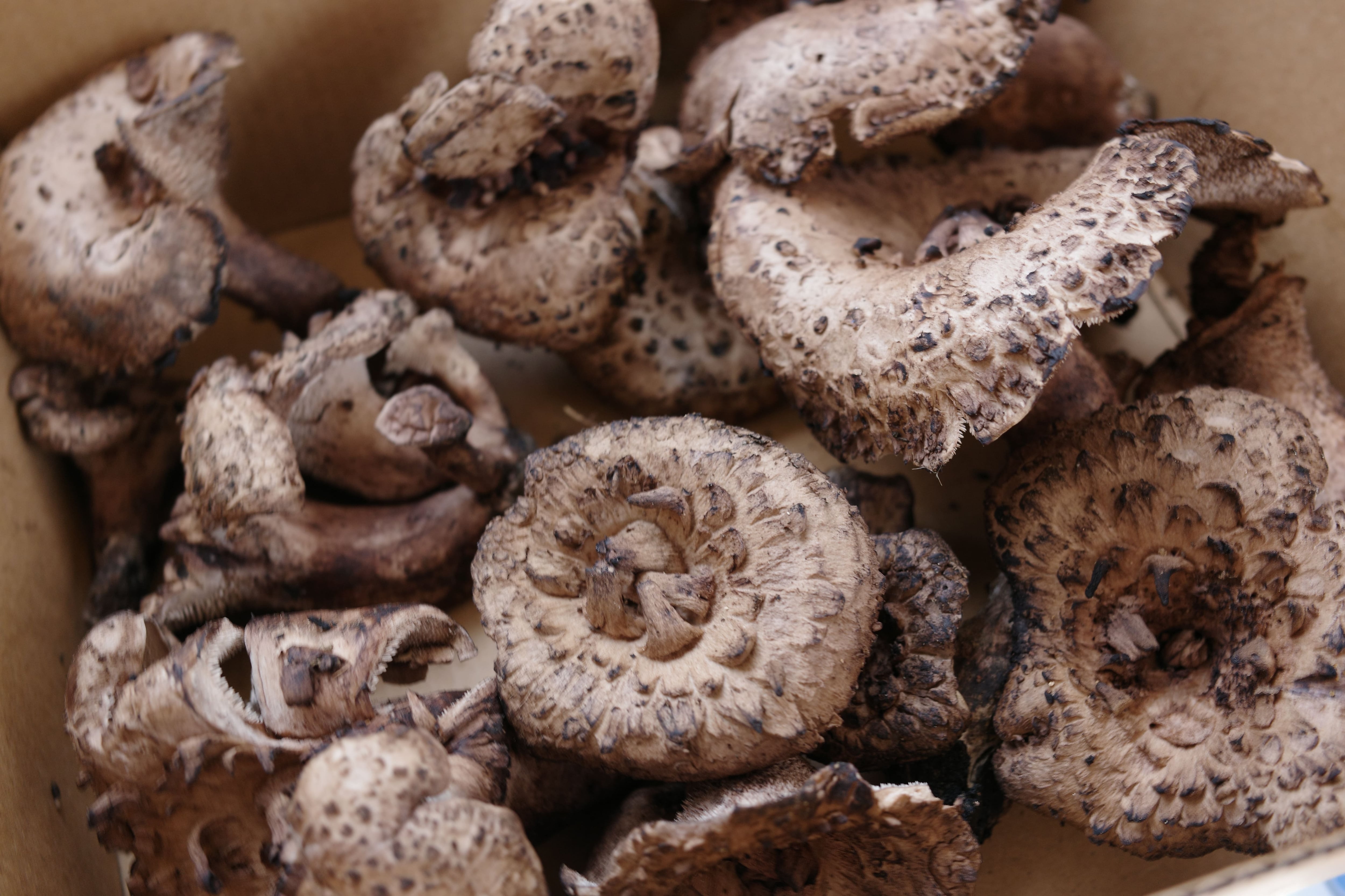 庄原産松茸200g2022年10月20日 | まつしまストアーオンライン