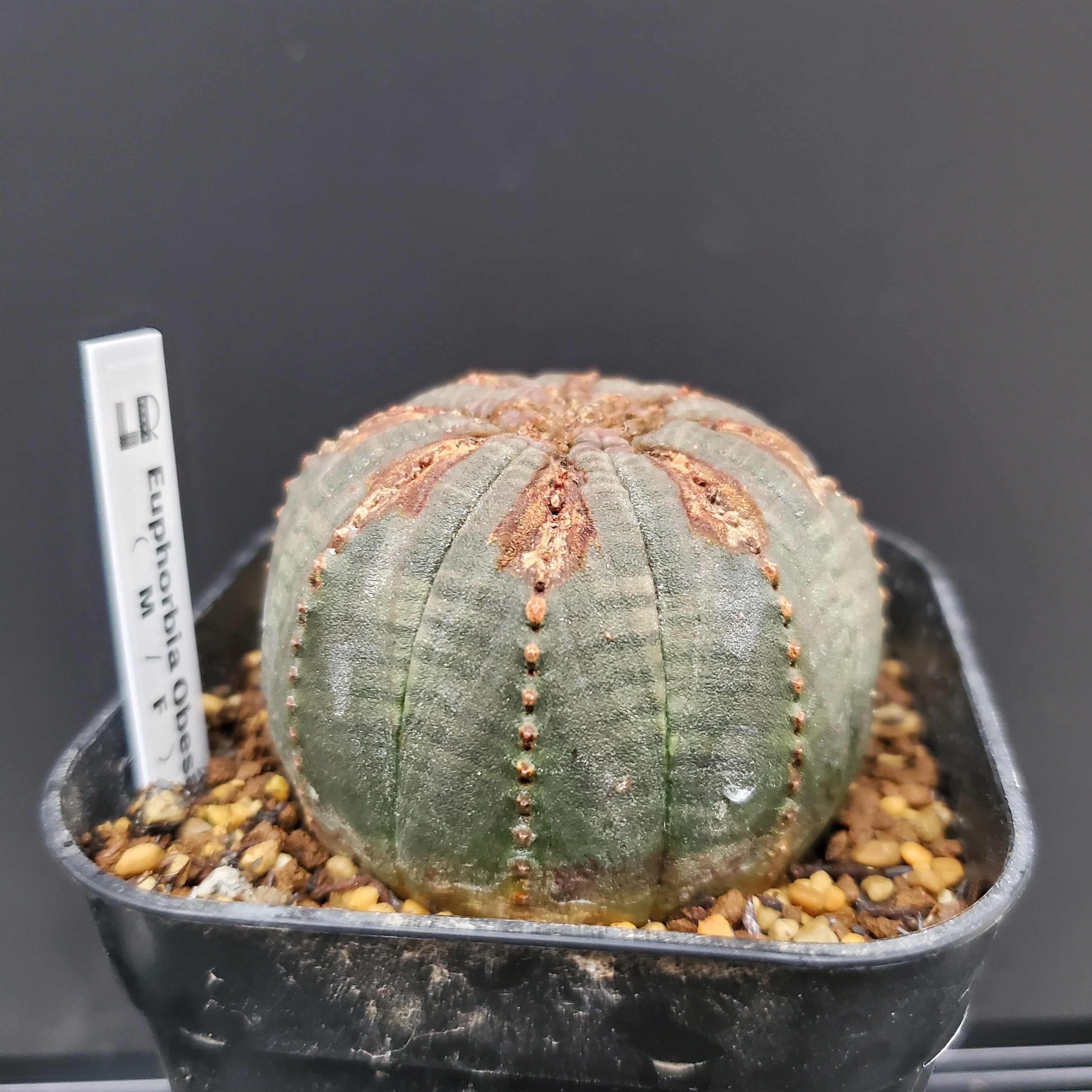 【成長点異常】 Euphorbia Obesa ユーフォルビア オベサ 木質化 | Libaran_Plants〜ユーフォルビア オベサ  専門店オンラインスト〜 powered by BASE