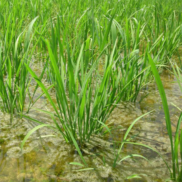 ササニシキ玄米10キロ（令和6年産：自然栽培米） | いつくの