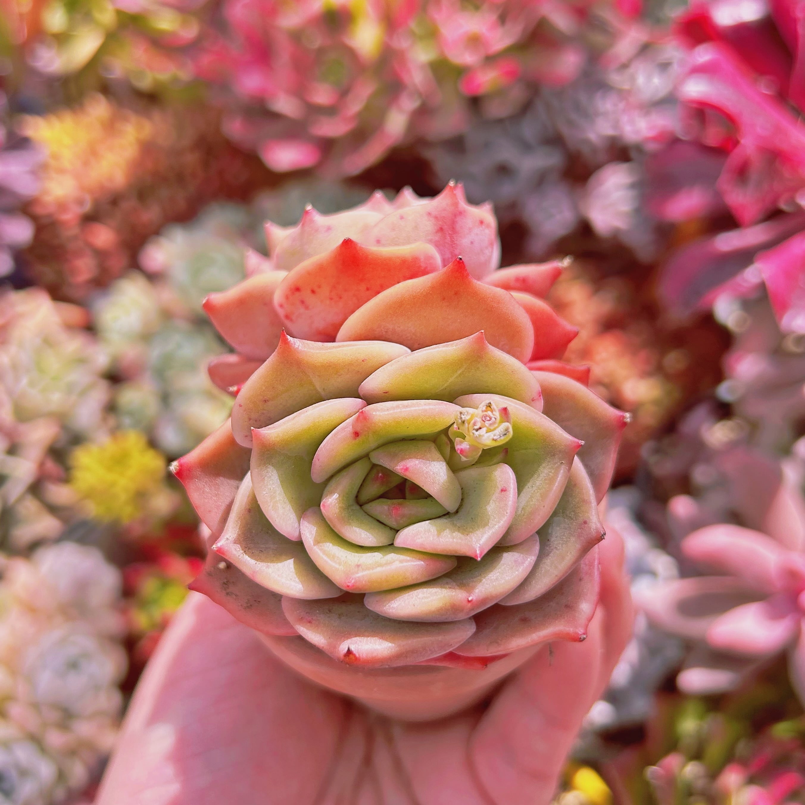 多肉植物　新品種　アンジェリーナ　2頭