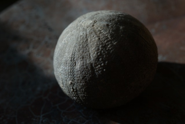 モロッコ産ウニ化石 Psephechinus michelini 1530