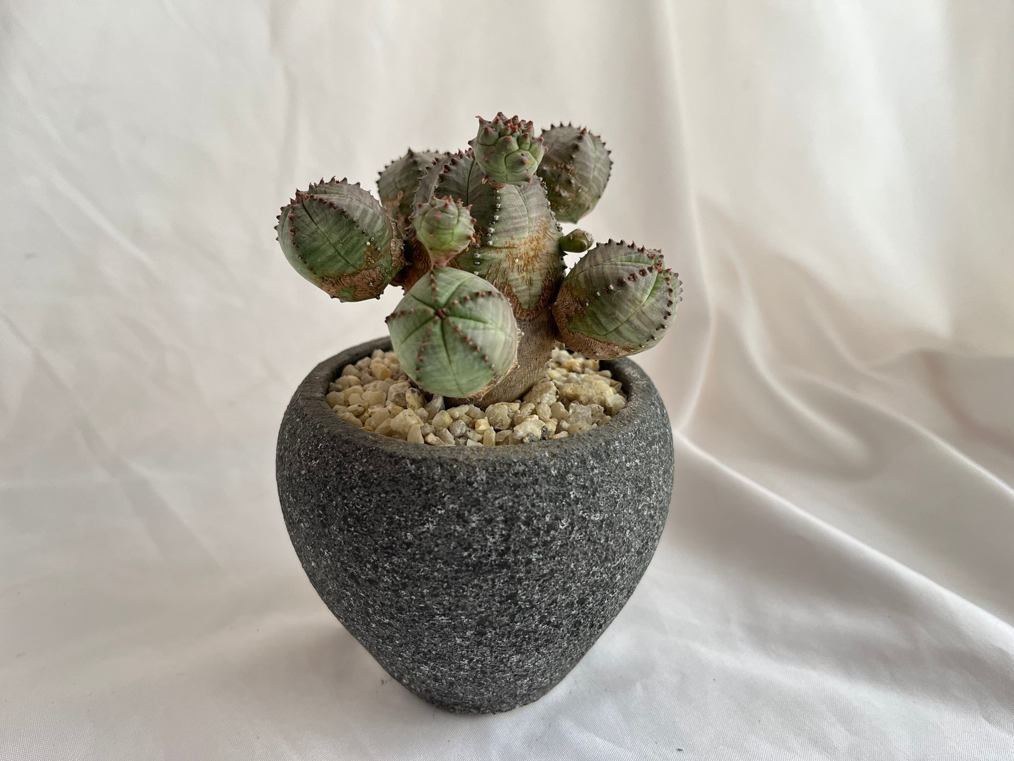 Euphorbia Obesablow ユーフォルビア・オベサブロウ 多肉植物 | plants MARU ー 多肉植物・サボテン・園芸グッズのお店  ー powered by BASE