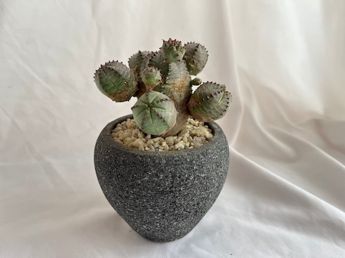 Euphorbia Obesablow ユーフォルビア・オベサブロウ  多肉植物