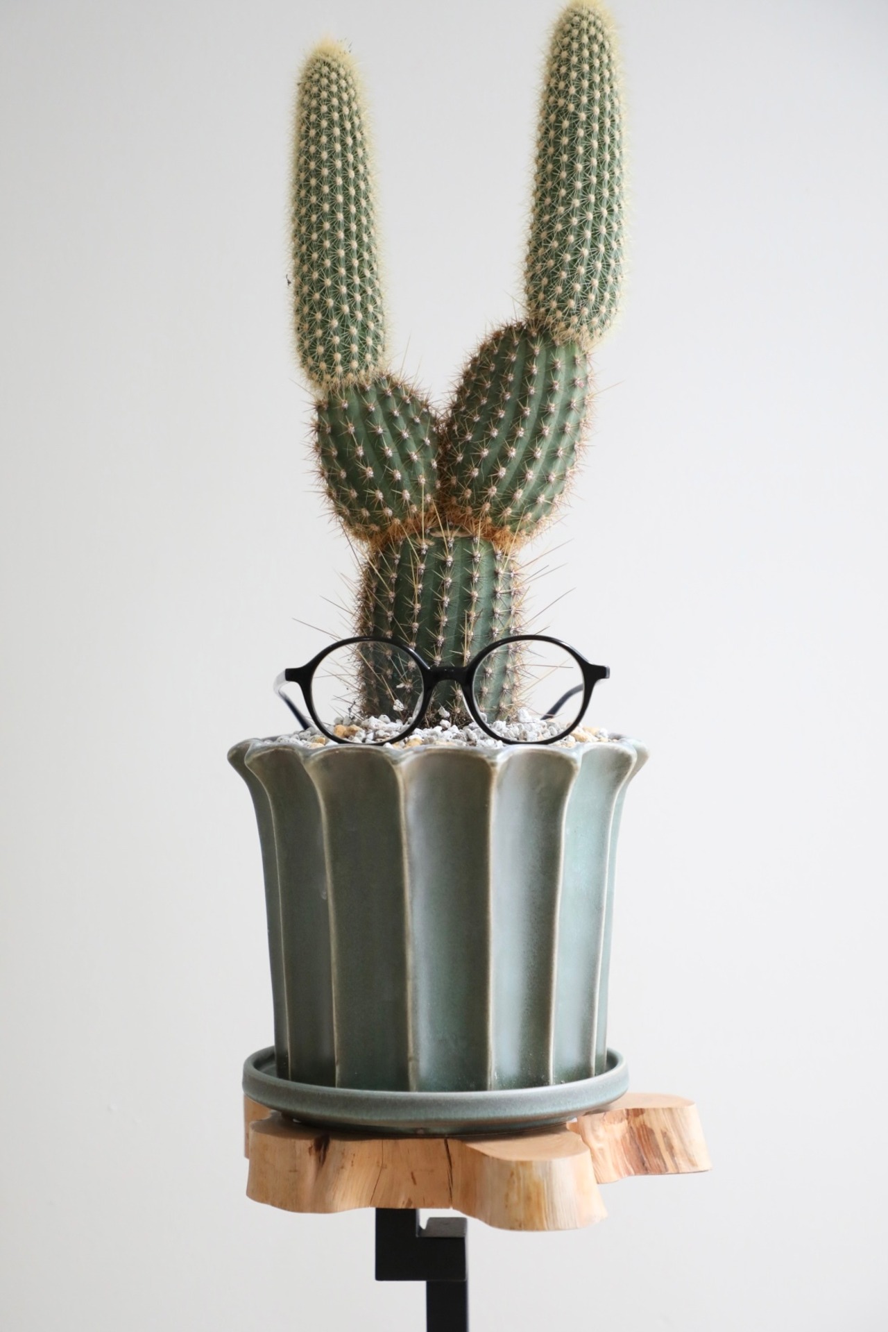 【M】金装竜(キンソウリュウ)/Espostoa guentheri　