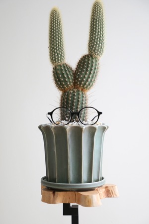 【M】金装竜(キンソウリュウ)/Espostoa guentheri　