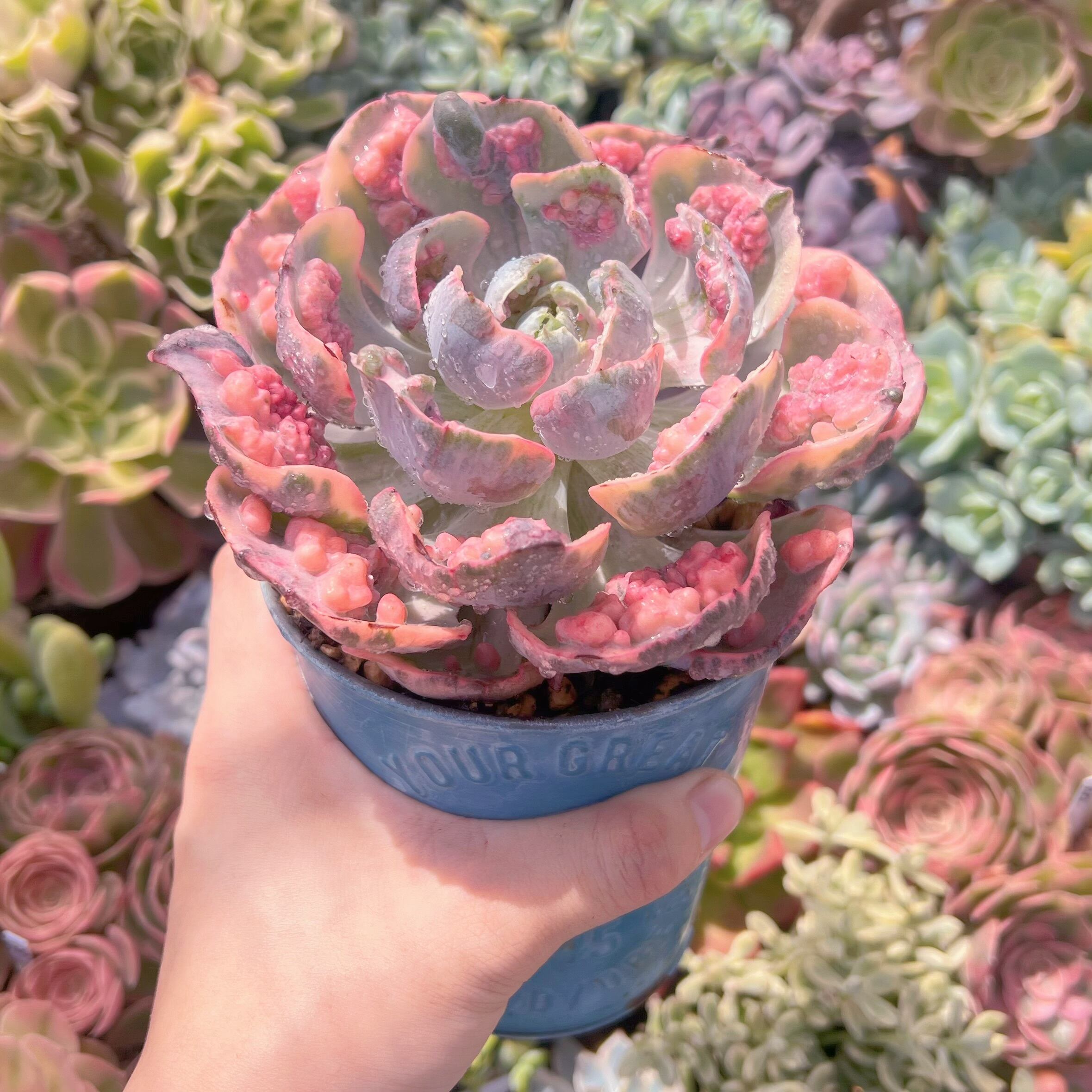 現物　ビヨンセ錦#754　特大　新入荷