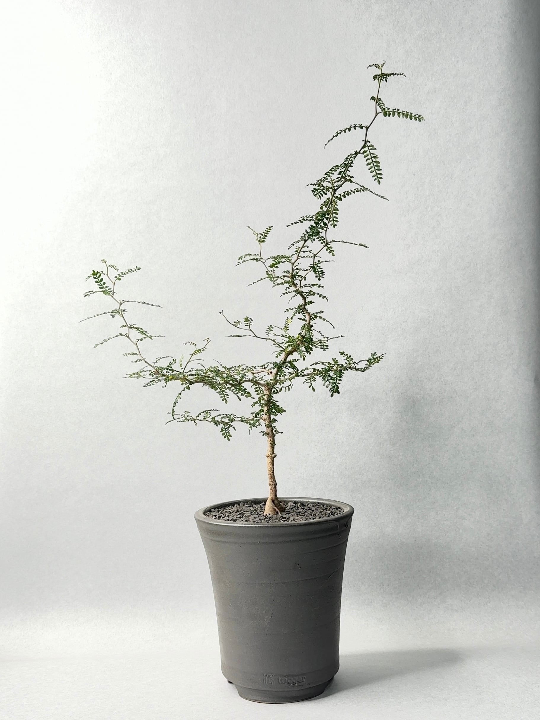 ✨✨✨オペクリカリアデカリー【麗イボ◎】検/パキプス/美株品 オペルクリカリア パキプス 現地球 発根済 みやび鉢 グラキリス