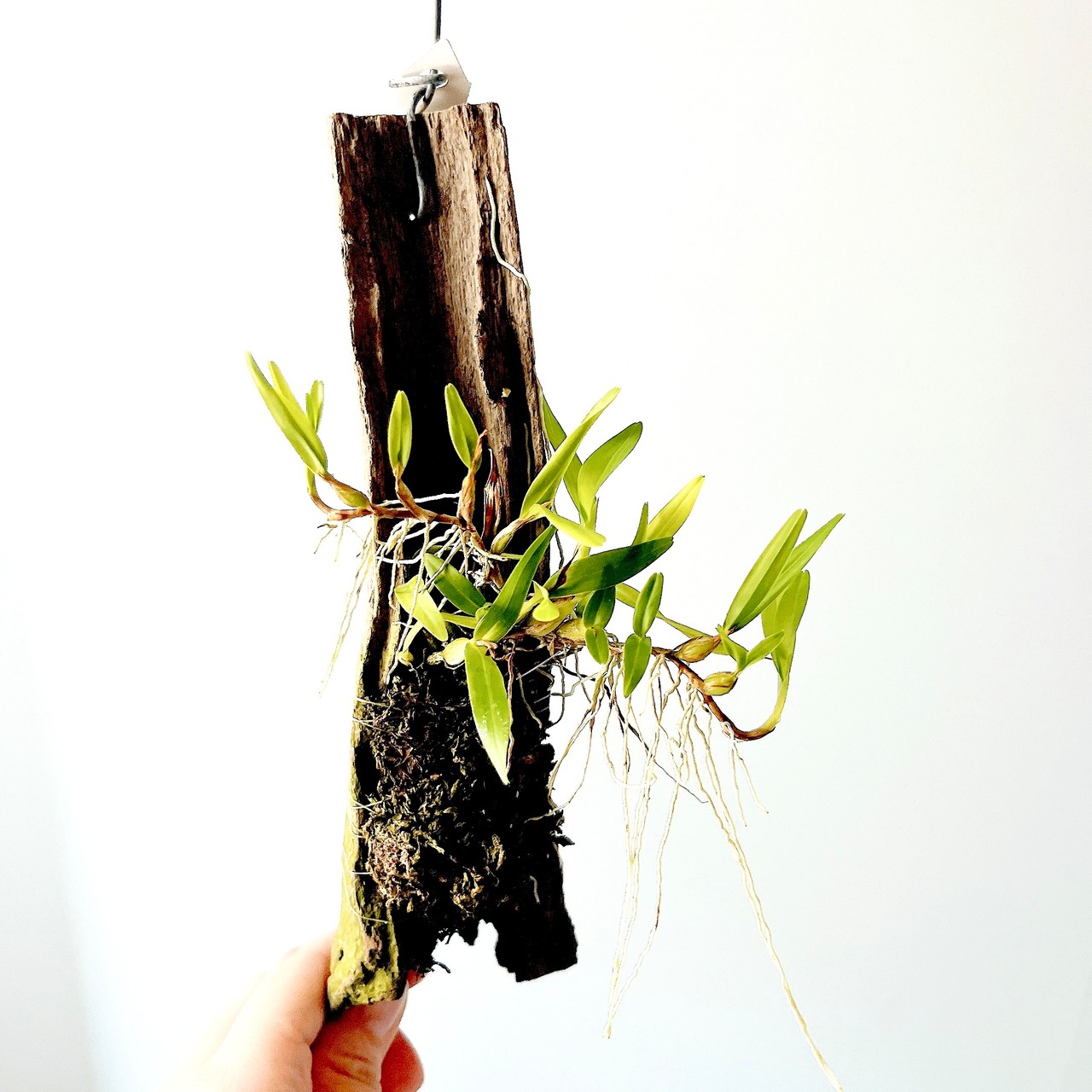 【黄金の妖精】ディネマ ポリブルボン 板付け コルク 観葉植物 吊り下げ calm cafe