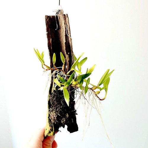 【黄金の妖精】ディネマ ポリブルボン 板付け コルク 観葉植物 吊り下げ calm cafe