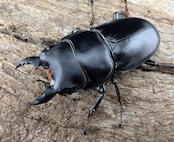 【WD】《パプアヒラタクワガタ 32.5mm ペア》