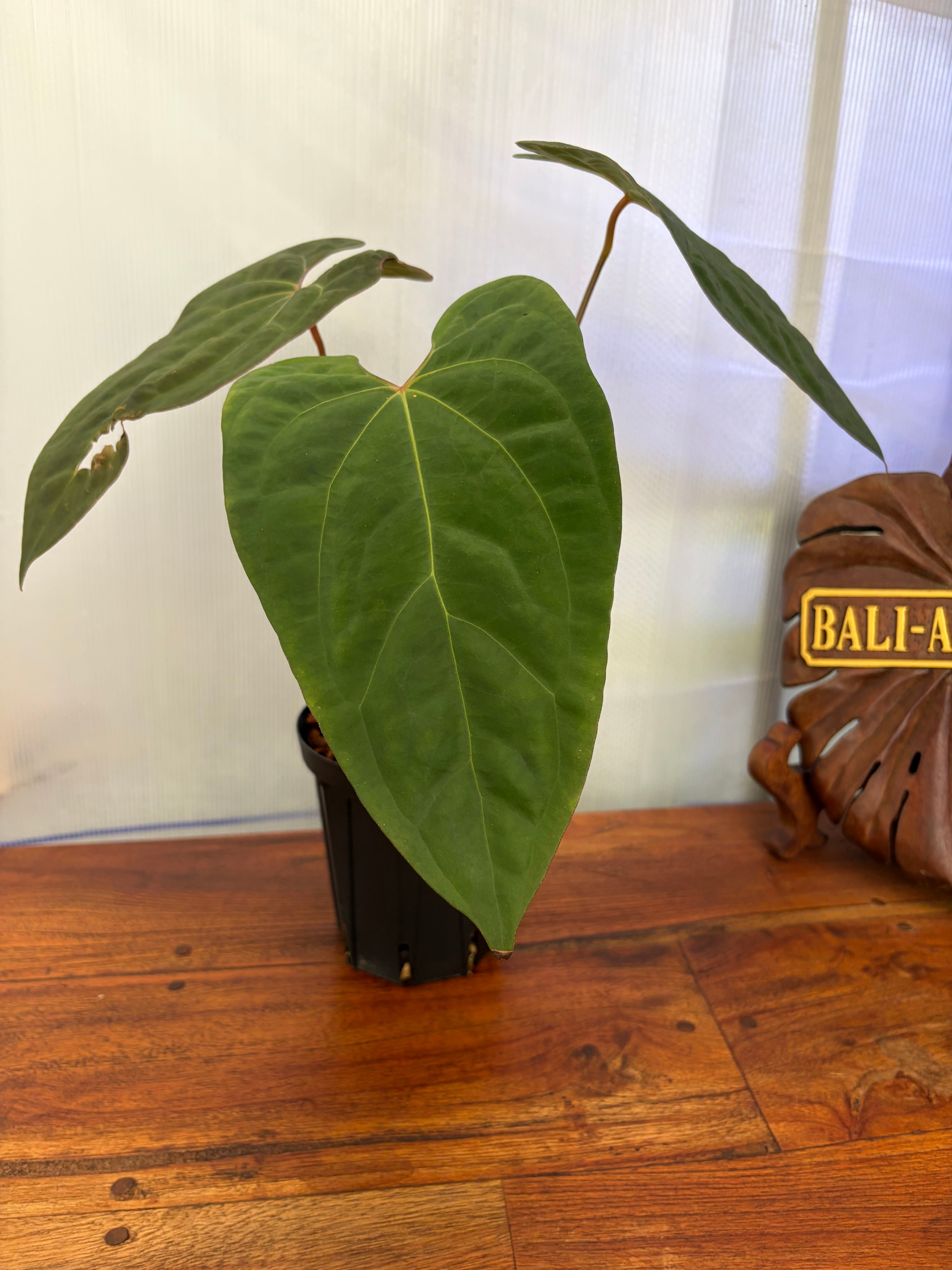 アンスリウム クリスタリナム 'chocolate' F1 | BALI-AN 園芸