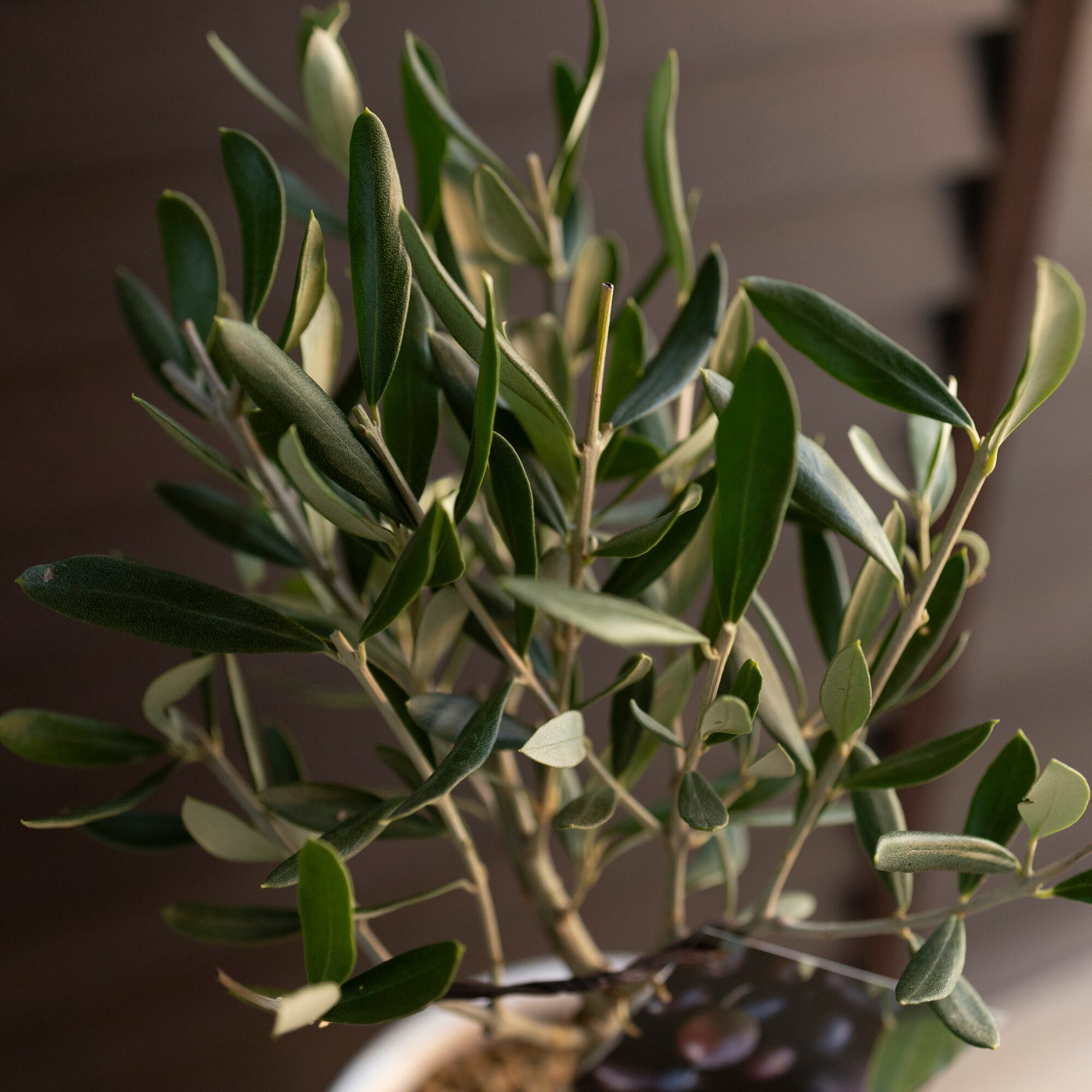 創樹 Olive オリーブの木 4.5号 陶器鉢 SOUJU Cipressino