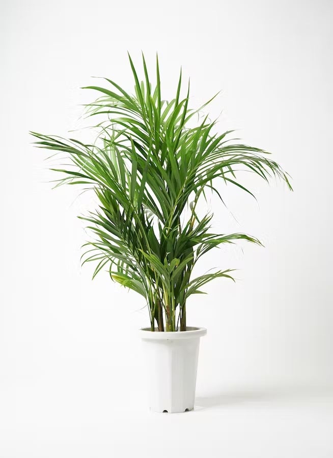 観葉植物 ドラセナ コンシンネ レインボー 8号 | CAgarden