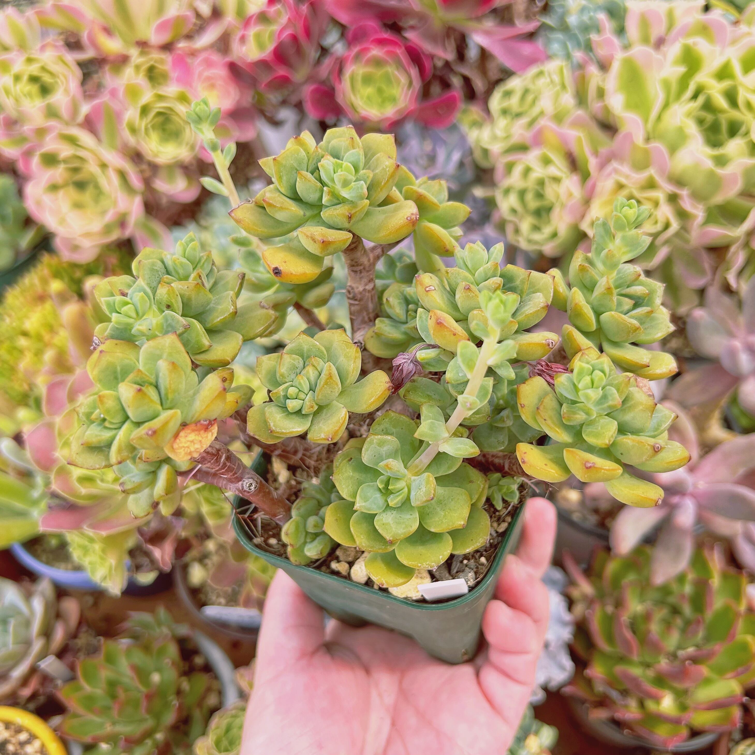 255現物 多肉植物 スピア 特大 | るる農園~多肉植物専門