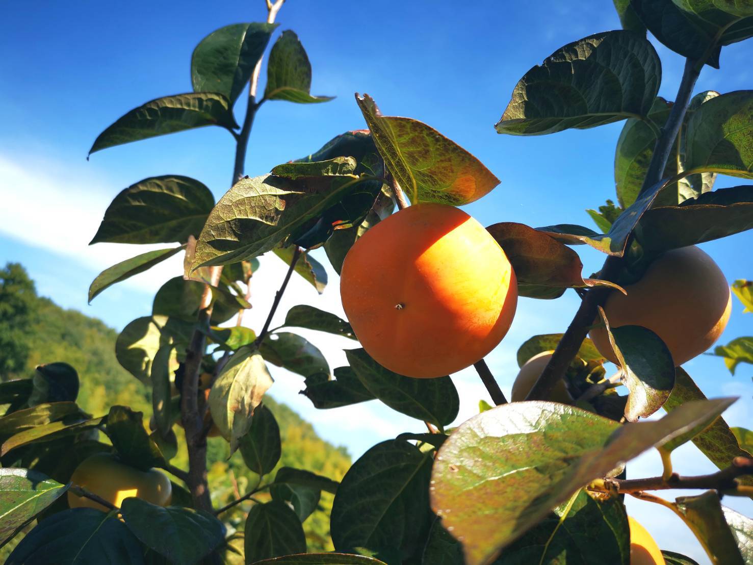 値下げしました Apithera 柿樹精 12本セット 楽天市場】【LINE登録で300円クーポン】資生堂