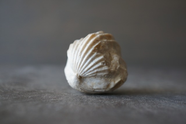 Burmirhynchia decorata 腕足類化石 956