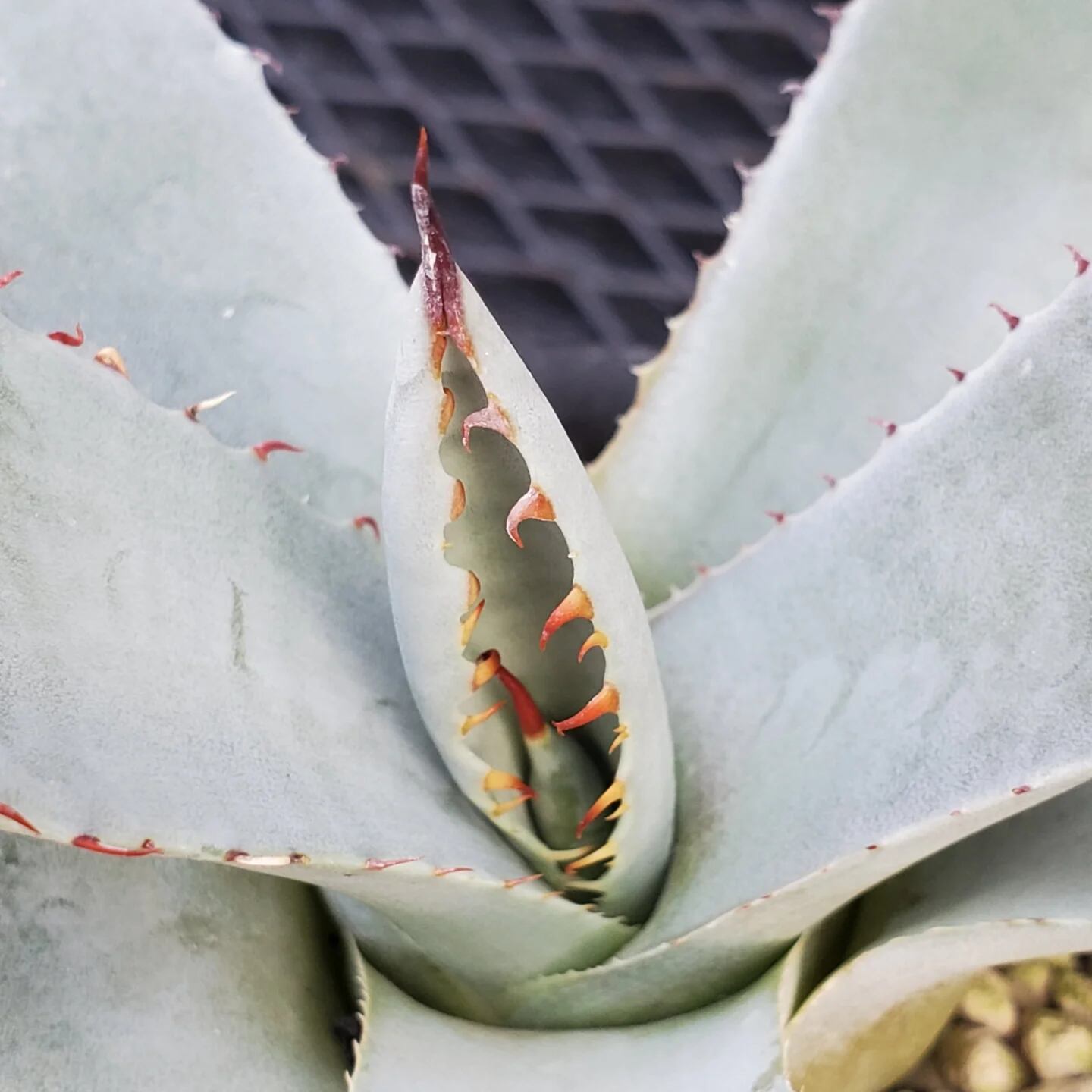 F00324_Agave parryi var. truncata：アガベ・パリー・トランカータ