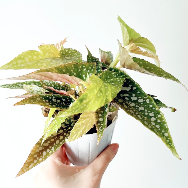 希少 霜降りミント斑 斑入りマドカズラ アダンソニー calm cafe