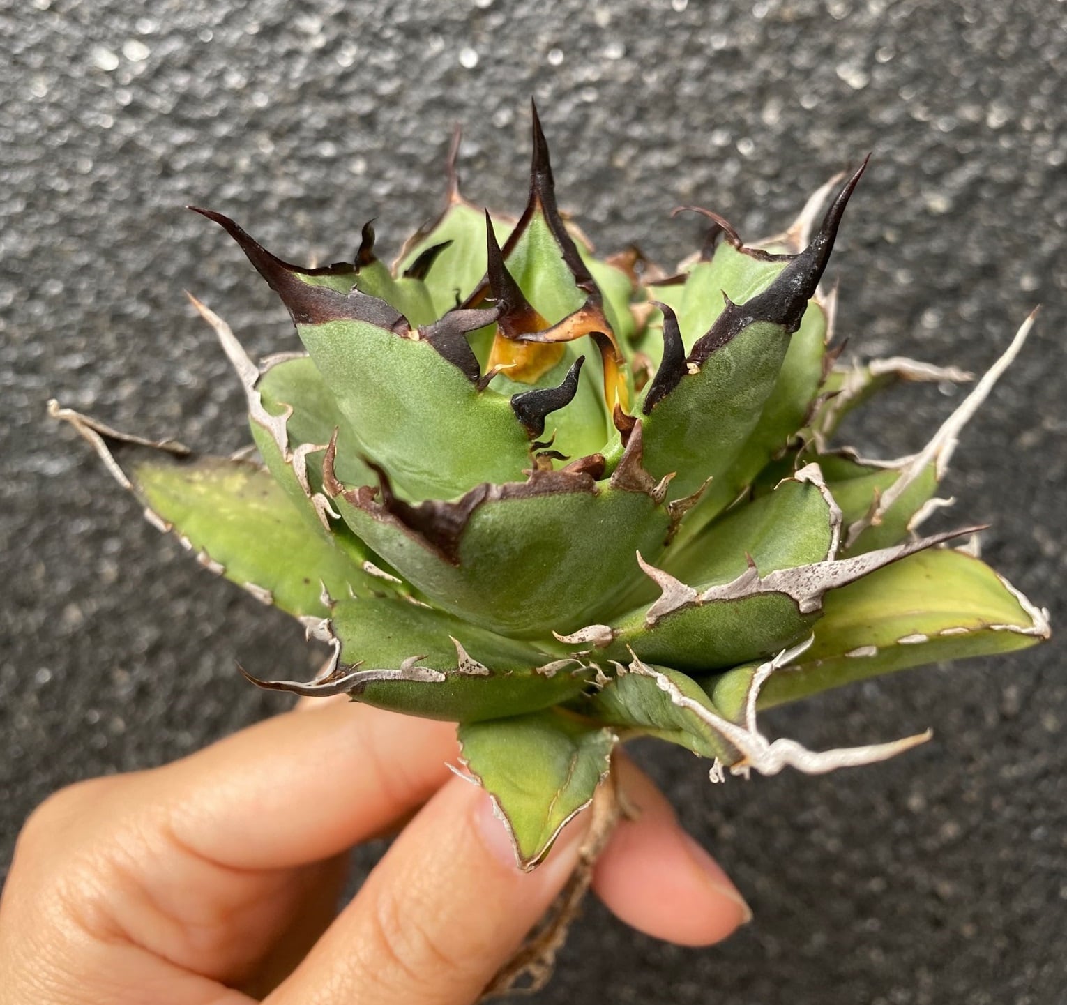 agave titanota 恐龍牙齒