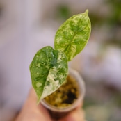 【斑入り】Alocasia dragon scale / アロカシア ドラゴンスケール⑧