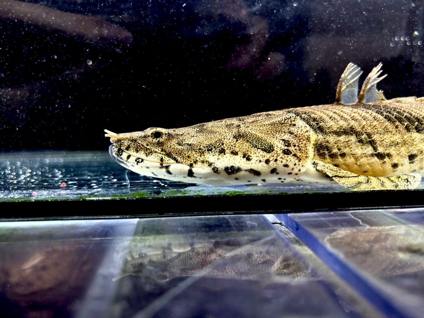 F様 アフリカンパイクカラシン 18cm ギニア産 | AQUASTYLEG