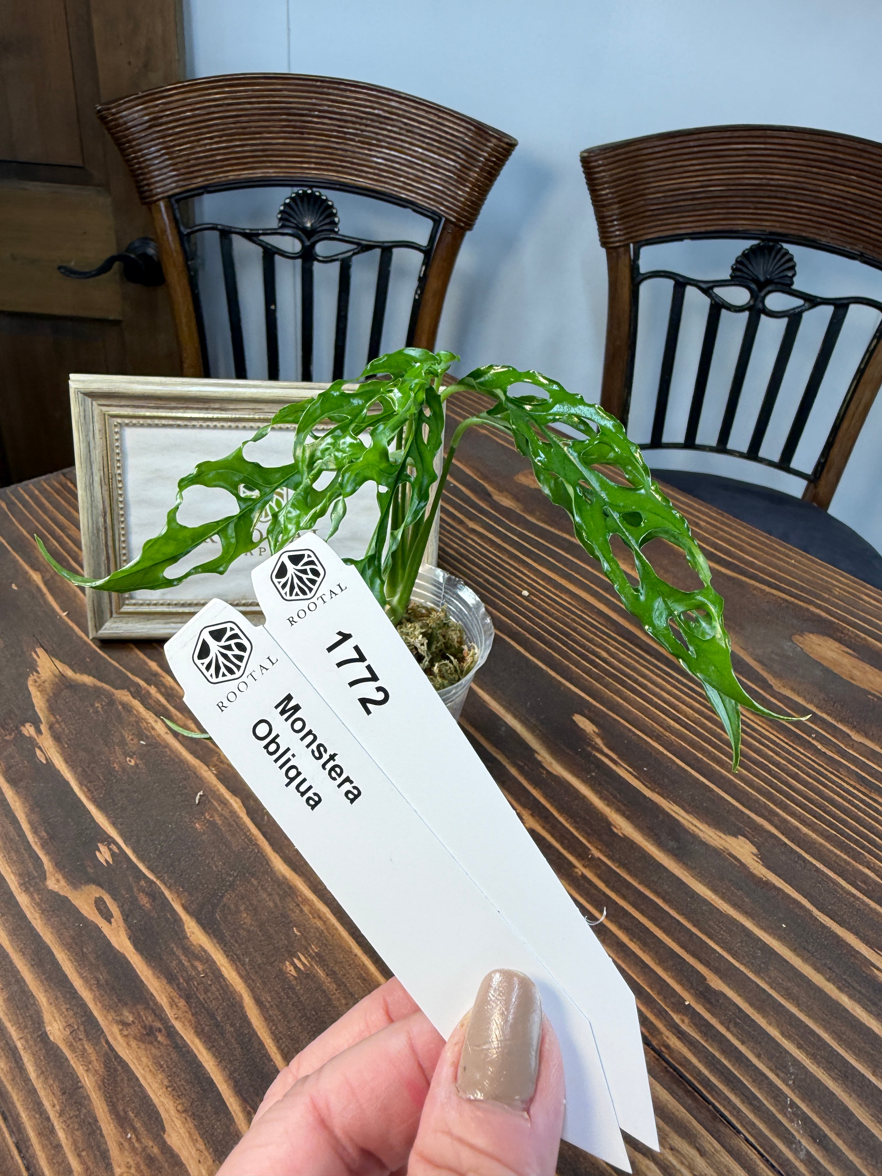 ★1772モンステラ オブリクア(口径8cmポット)