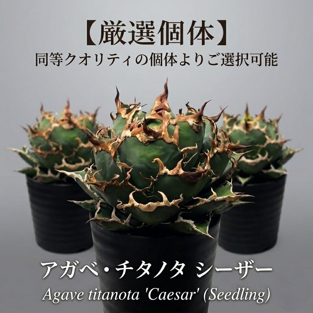 アガベ チタノタ 阿修羅 (Agave titanota 'Asura') | BRIDGE GARDEN