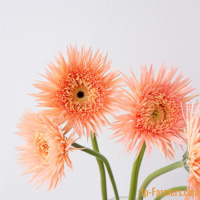 ガーベラ ブラックパール10本 Jp Farmers Com