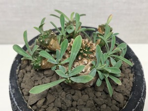 ユーフォルビア 峨眉山