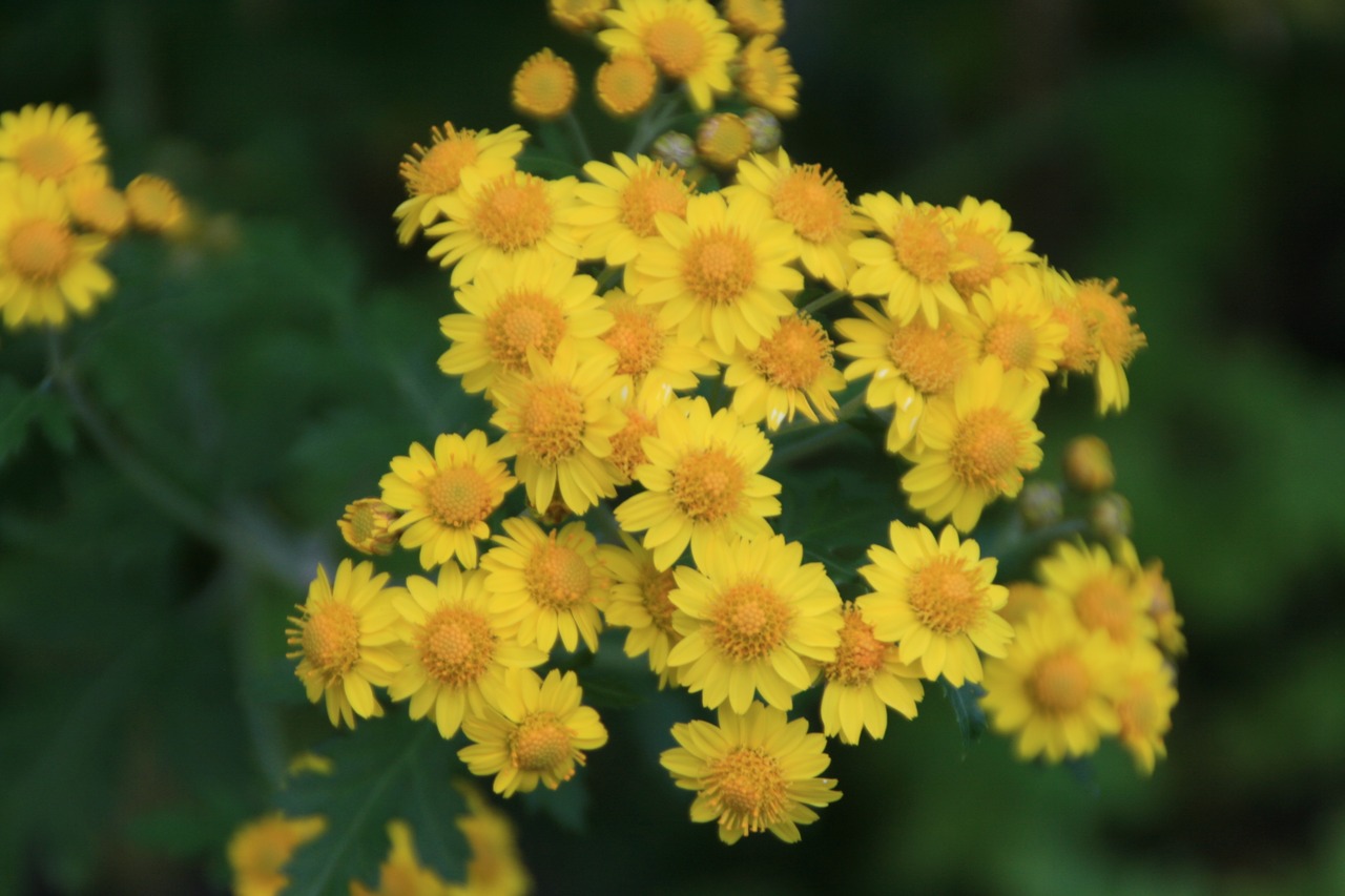 アワコガネギク（泡黄金菊）７．５〜９ｃｍポット【山野草　花苗　草花　多年草　宿根草　日向　ガーデニング　茶花　耐寒性あり】の画像01