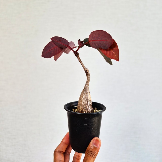 ➄〚フィランサス・ミラビリス〛Phyllanthus Mirabilis 塊根植物 コーデックス ポット発送