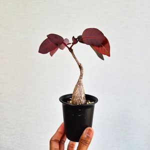 ➄〚フィランサス・ミラビリス〛Phyllanthus Mirabilis 塊根植物 コーデックス ポット発送
