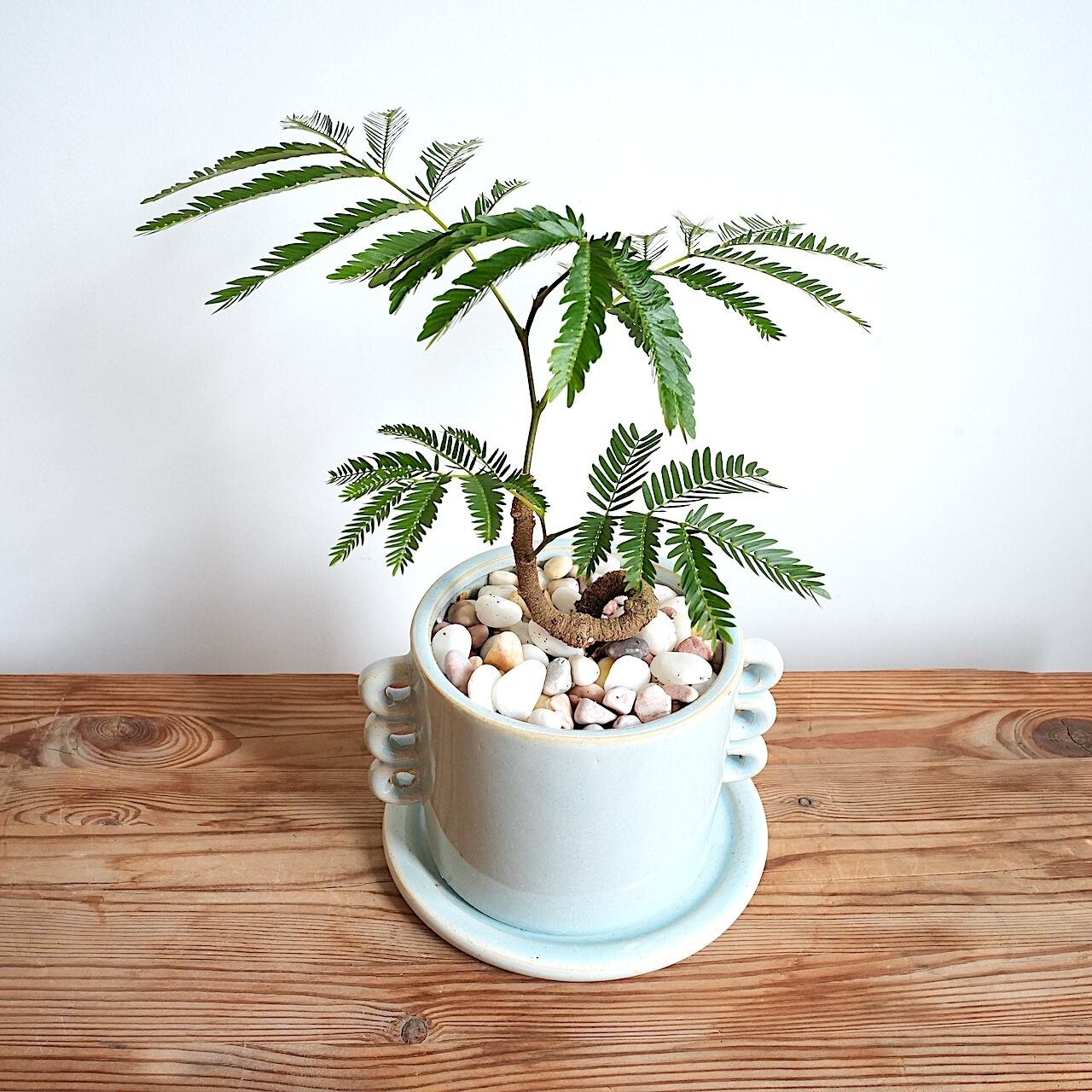 送料込み】観葉植物 エバーフレッシュ 曲がり仕立て 4号サイズ 陶器鉢