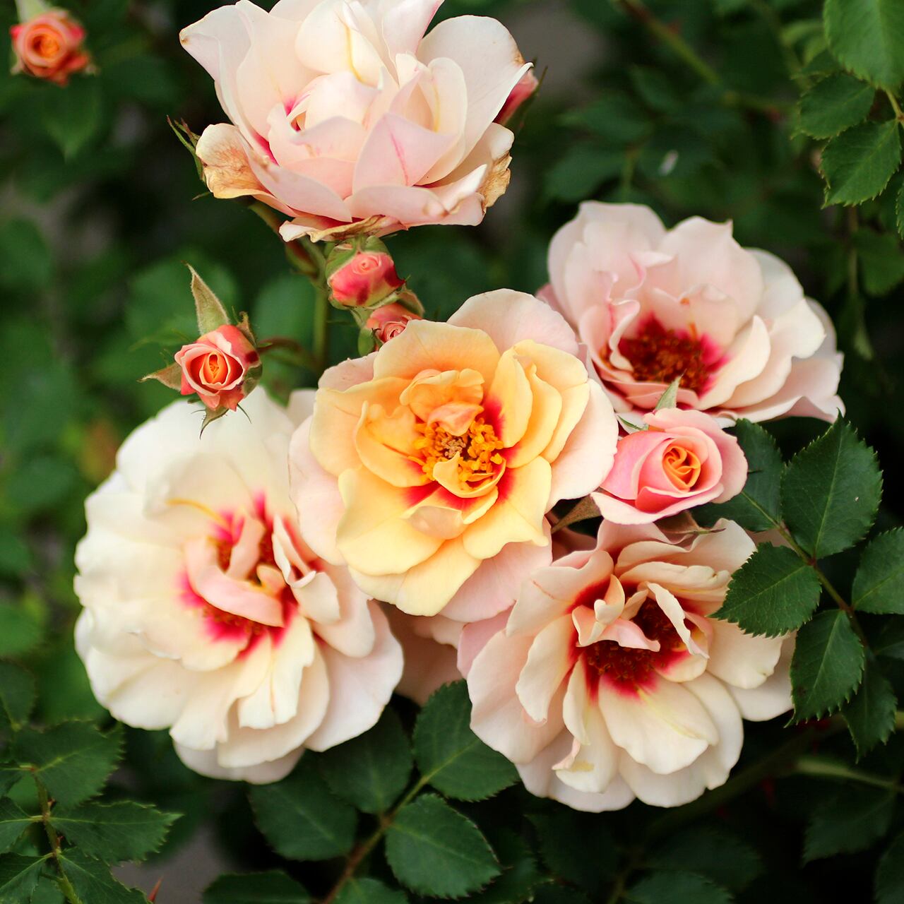 バラ大苗 クランベリー・アイズ【ワーナー】 ＜3月中旬発送商品