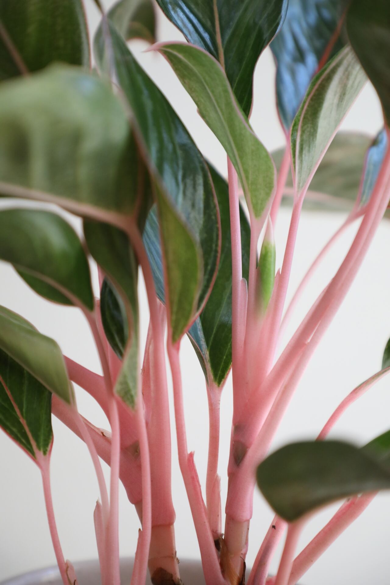 M】【希少】アグラオネマ モンコンファイ/Aglaonema | 【厳選植物・器