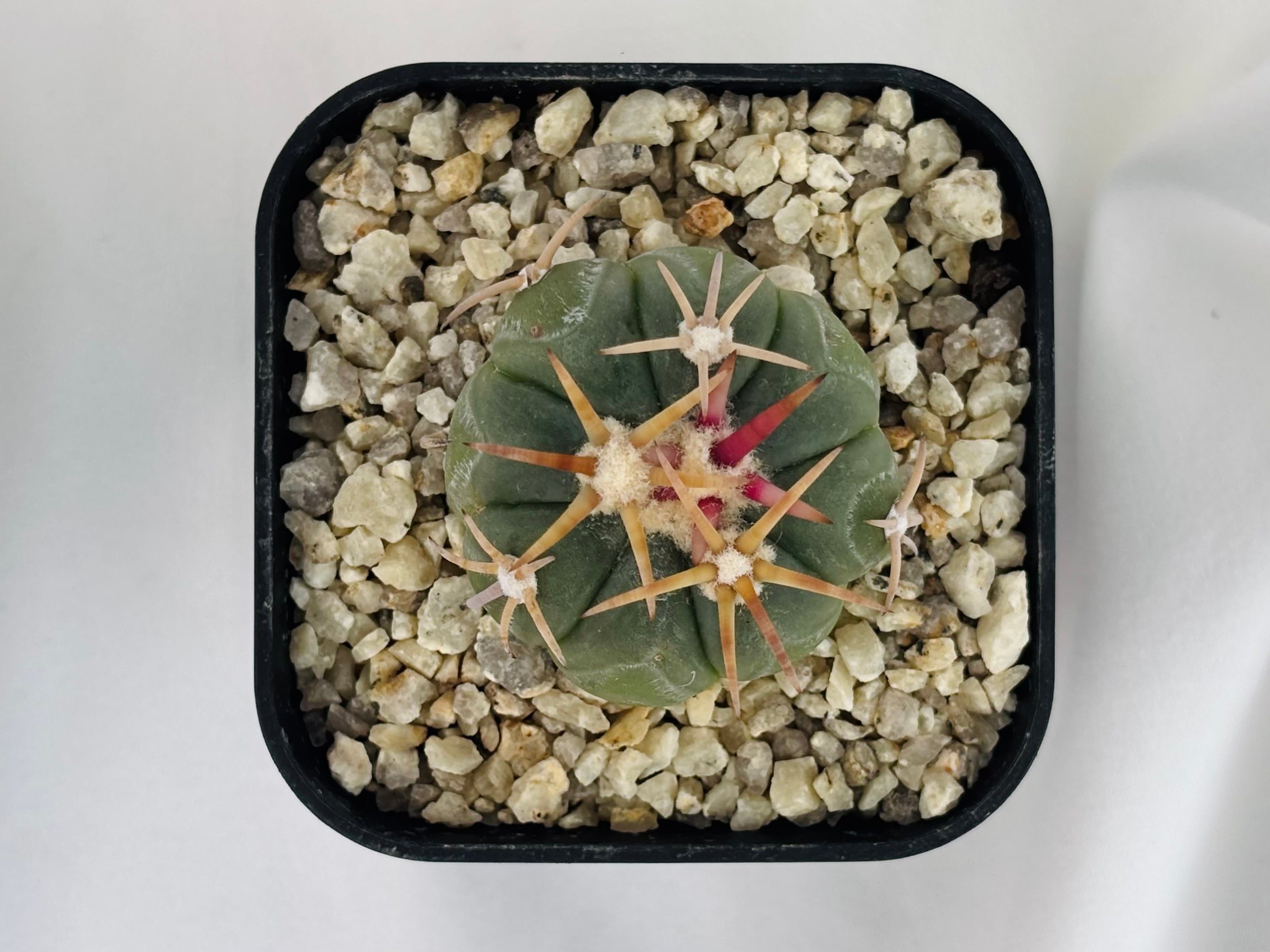 Echinocactus horizonthalonius エキノカクタス 翠平丸 サボテン