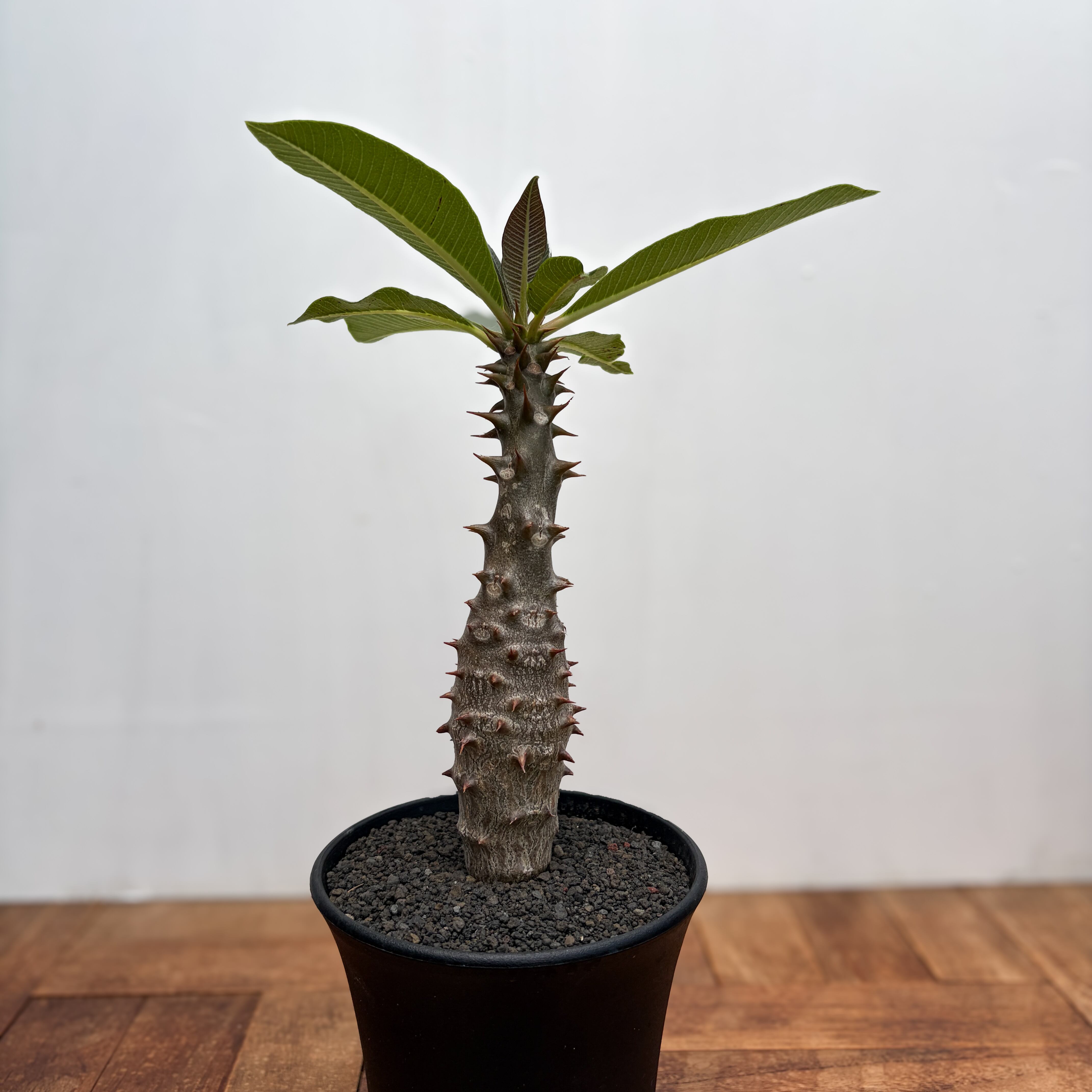 Pachypodium baronii【パキポディウム・バロニー・実生】 | RIMO'S