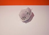 お腹の白いネズミ