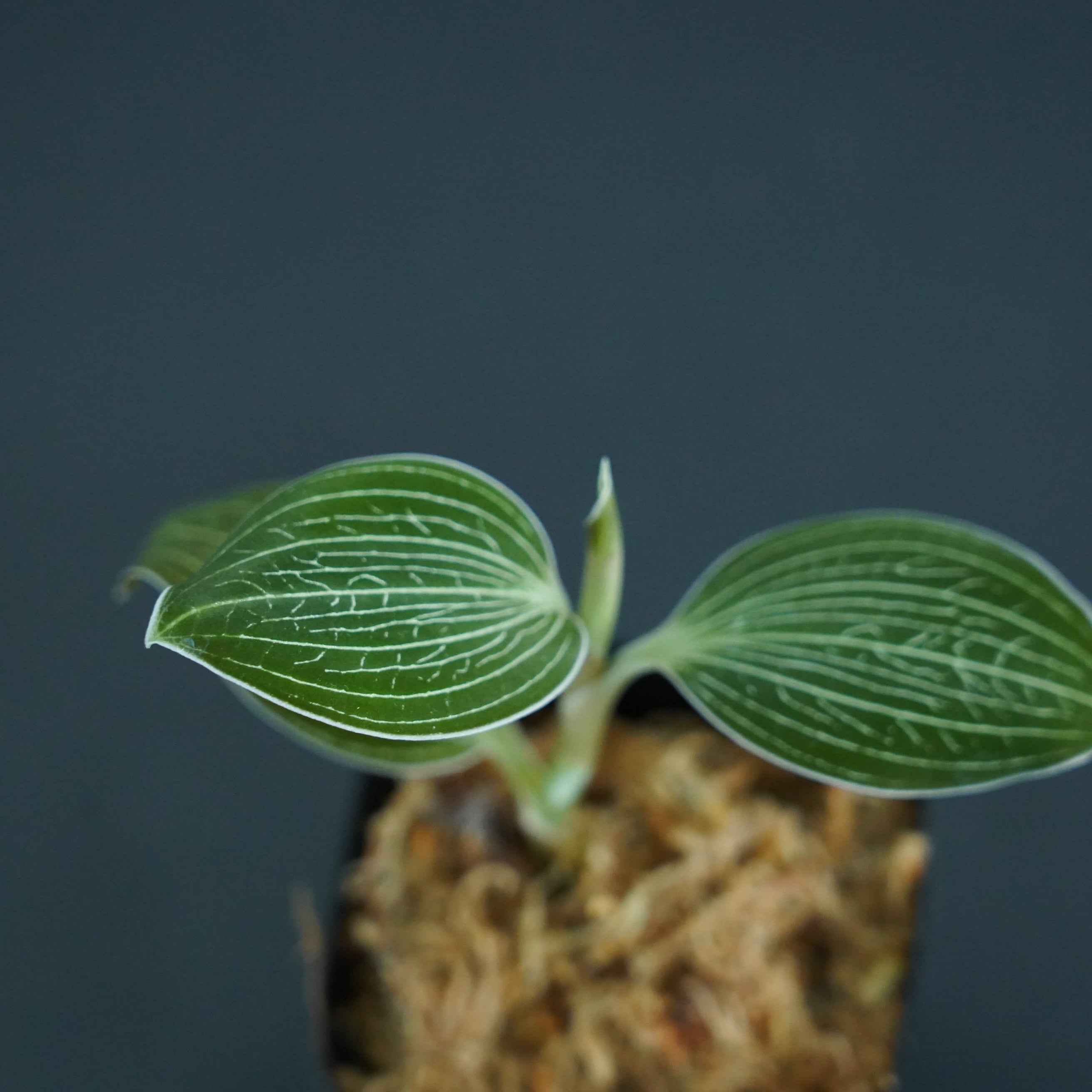 ◆現品◆アネクトキルス ローウィー 【ジュエルオーキッド宝石蘭/TheGAKI】#635