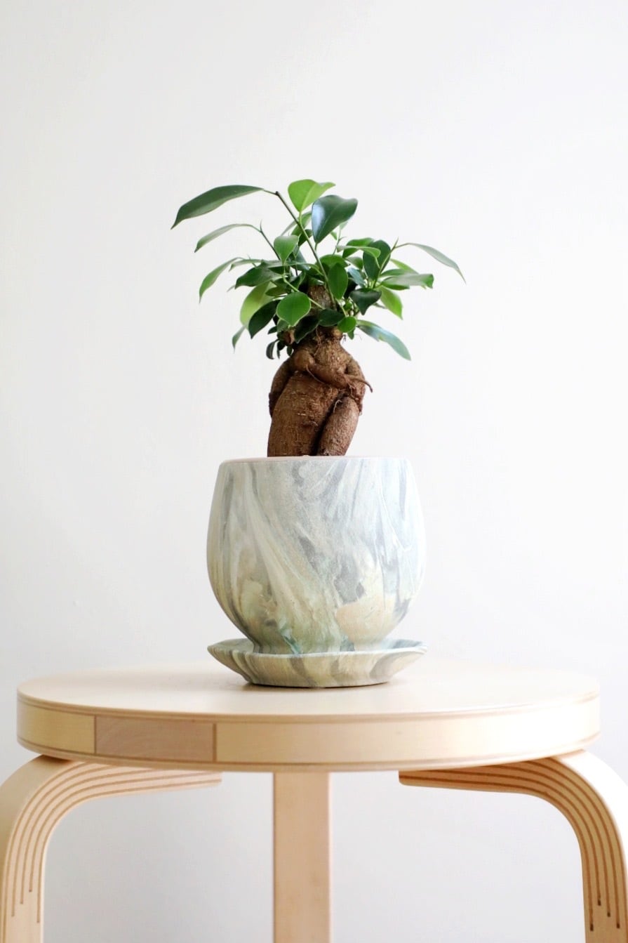S】ガジュマル/Ficus microcarpa | 【厳選植物・器】MIDORI DOUMEI 翠