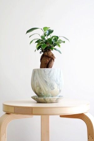 【S】ガジュマル/Ficus microcarpa